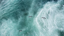 Drei Möwen fliegen über einer Meeresströmung