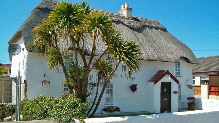 Eine Palme vor einem irischen Cottage
