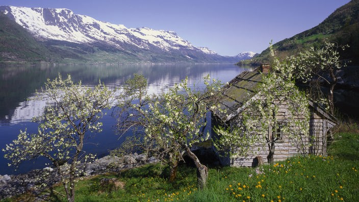 Apfelbäume in einem norwegischen Fjord.