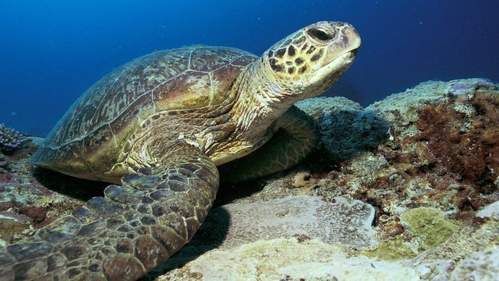 Unechte Karettschildkröte unter Wasser.