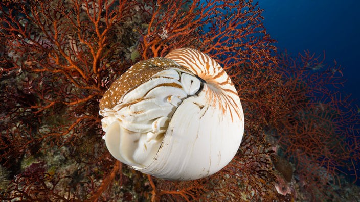 Ein Nautilus vor Korallen in der Tiefsee.