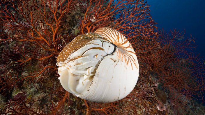 Ein Nautilus vor Korallen in der Tiefsee. | Bildquelle: picture alliance/Reinhard Dirs Ein Nautilus vor Korallen in der Tiefsee.
