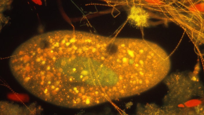 Plankton unter dem Mikroskop