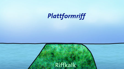 Grafik: Das Riff (grün) reicht vom Meeresboden (braun) bis zur Wasseroberfläche.