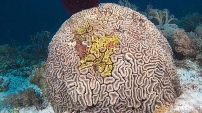 Ein Taucher schwimmt auf eine Koralle zu. Die Koralle ist rund und hat einen Durchmesser von zirka einem halben Meter.