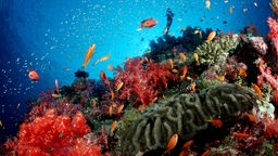 Bunte Korallen bilden ein Riff im tiefblauen Meer vor Phuket, Thailand. Verschiedene Fische umschwärmen das Riff.