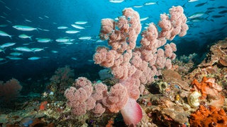 Bunte Korallen bilden ein Riff im tiefblauen Meer vor Phuket, Thailand. Verschiedene Fische umschwärmen das Riff.