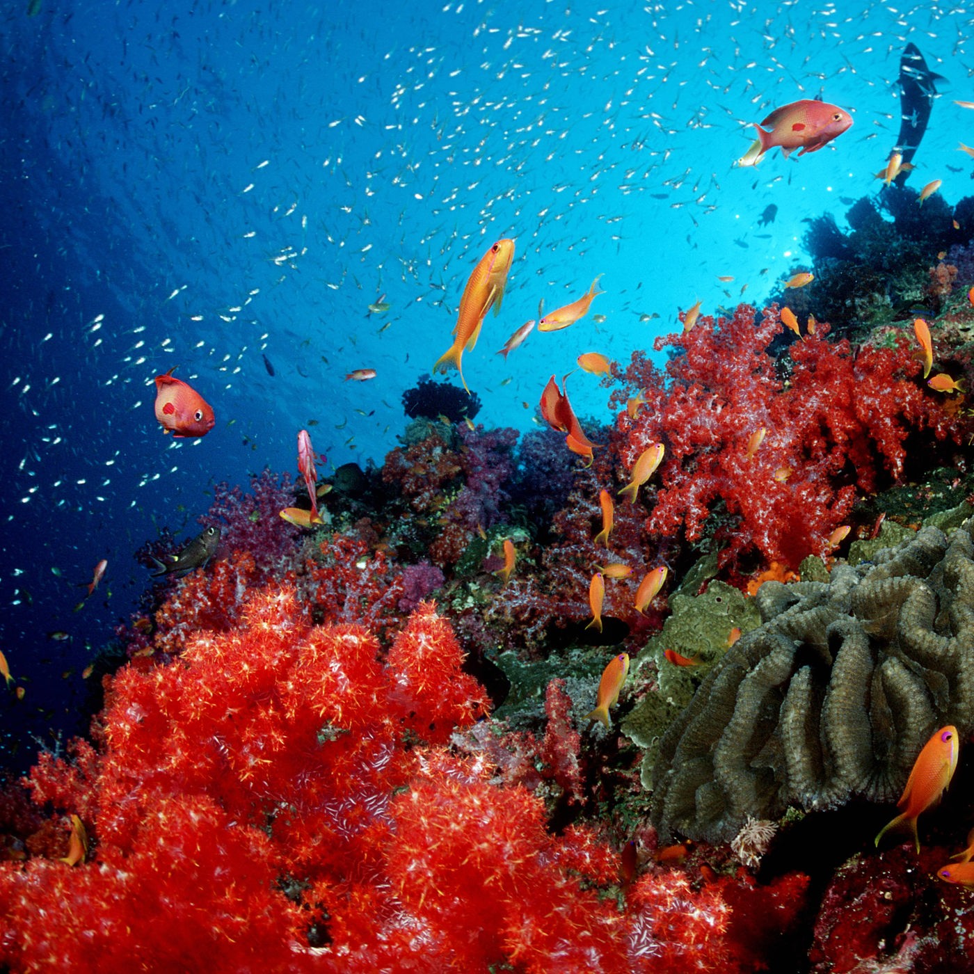 Korallenriff Great Barrier Reef Von Oben - Mit Dem Wasserflugzeug Zum ...