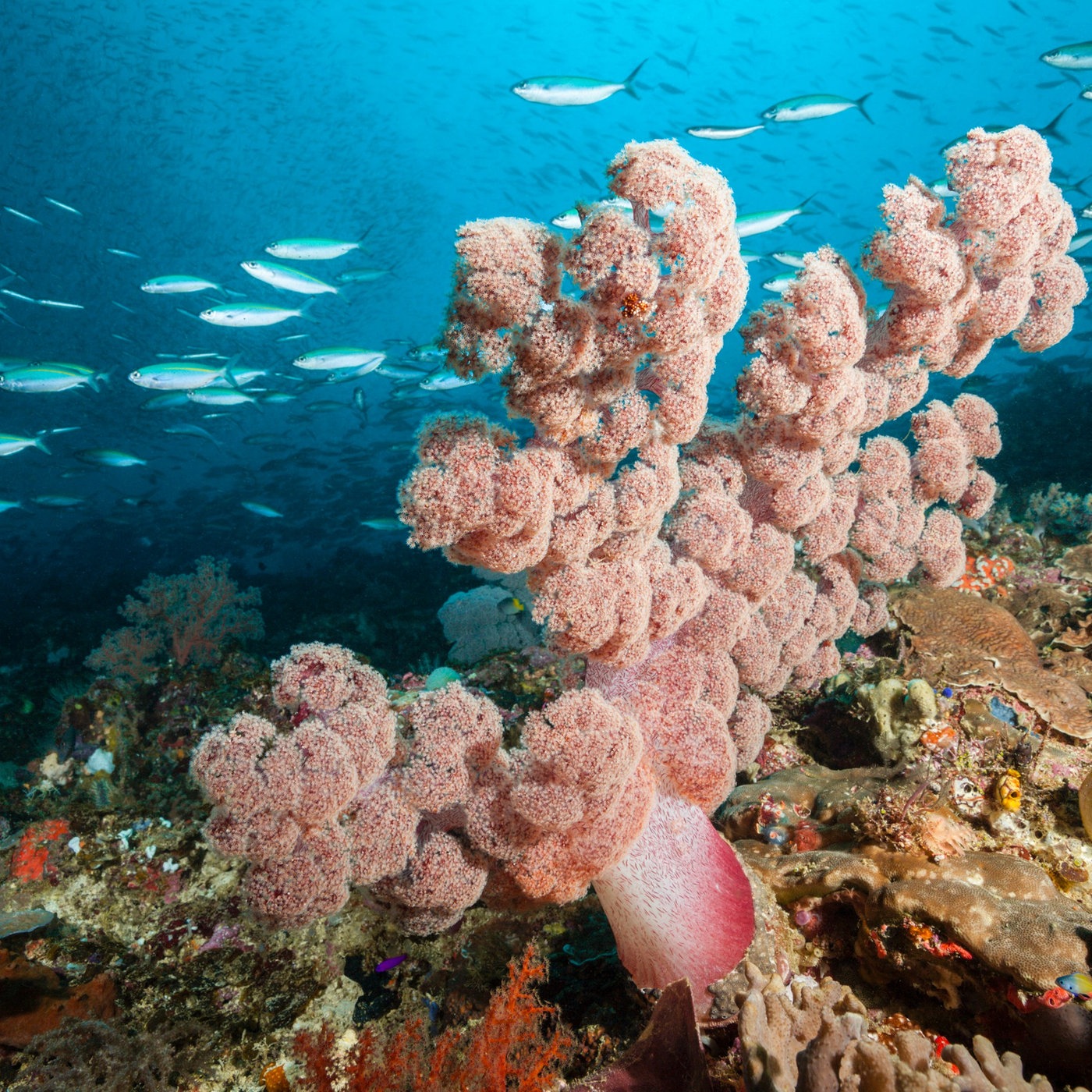 Korallenriff Great Barrier Reef Von Oben - Mit Dem Wasserflugzeug Zum ...