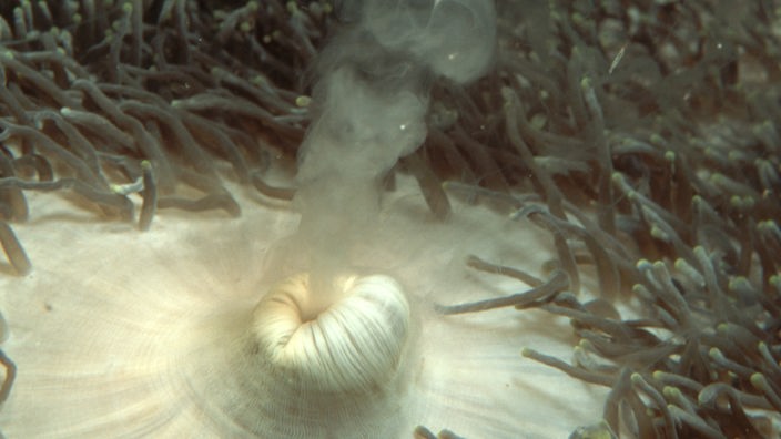 Auf dem Bild ist in Nahaufnahme eine laichende Koralle zu sehen, die aus einer Öffnung in ihrer Mitte eine milchige Flüssigkeit ausstößt.