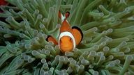 Clownfisch zwischen den Tentakeln einer Anemone