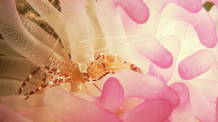 Eine rot-weiße Putzergarnele zwischen den rosa schimmernden Tentakeln einer Seeanemone. | Bildquelle: dpa Picture-Alliance, WILDLIFE Eine rot-weiße Putzergarnele zwischen den rosa schimmernden Tentakeln einer Seeanemone.