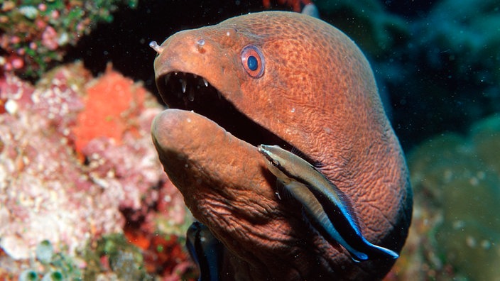 Ein Putzerfisch durchschwimmt das geöffnete Maul einer Muräne. | Bildquelle: Mauritius Ein Putzerfisch durchschwimmt das geöffnete Maul einer Muräne.