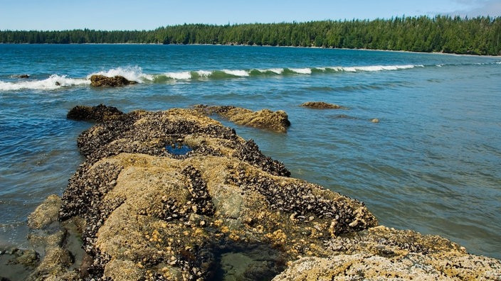 Seepocken auf einem Felsen, der aus dem Wasser ragt | Bildquelle: picture-alliance/All Canada Photo Seepocken auf einem Felsen, der aus dem Wasser ragt