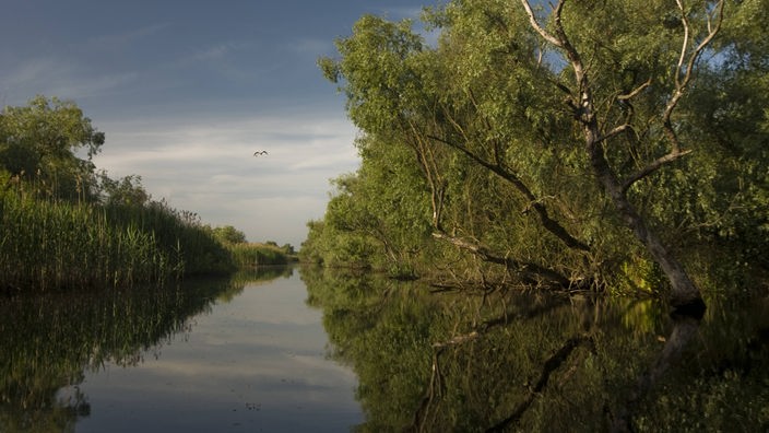 Ein Kanal im Donaudelta, dessen Ufer mit dichter und urwüchsiger Natur bewachsen ist.