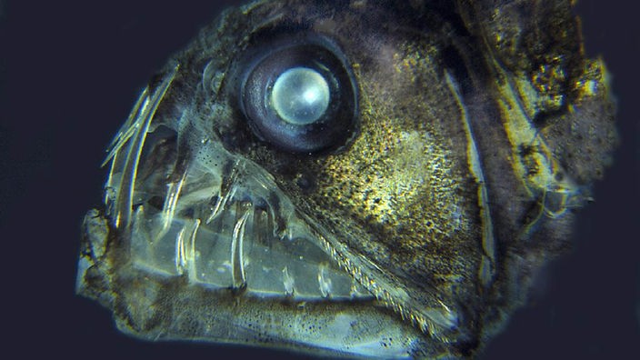 Kopf eines durchsichtigen Tiefseefisches.
