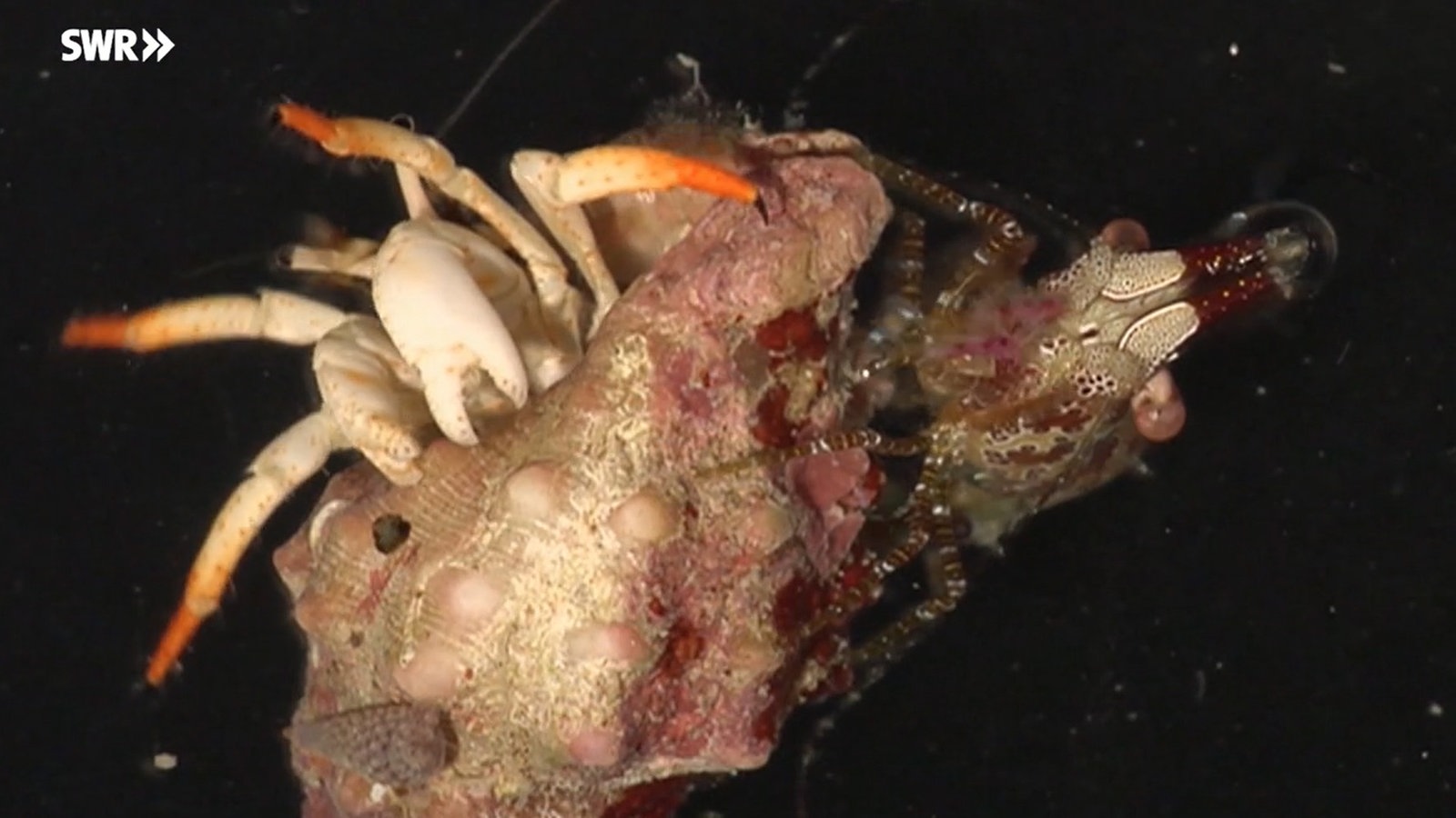 Tiere Der Tiefsee Videos Tiere Im Wasser Natur Planet Wissen