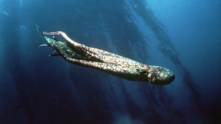 Ein Tintenfisch schwimmt durchs Meer