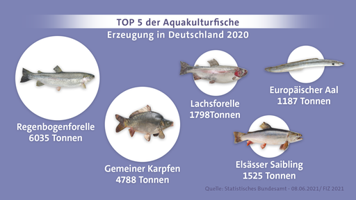 Grafik auf der die 5 häufigsten Aquakulturfische in Deutschland mit Namen und Anzahl der produzierten Tonnen angegeben sind.