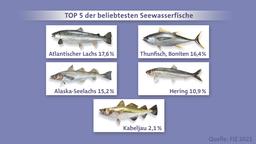 Colalge Top 5 beliebteste Seewasserfische