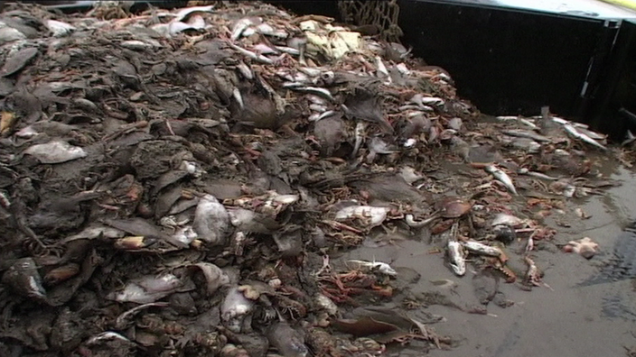 Berg von Fischresten. | Bildquelle: Greenpeace Berg von Fischresten.