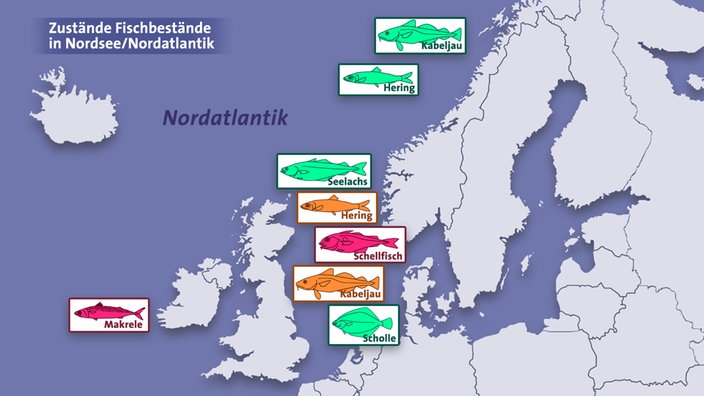 Grafik: Zustand der Fischbestände in der Nordsee und dem Nordatlantik: | Bildquelle: SWR Grafik: Zustand der Fischbestände in der Nordsee und dem Nordatlantik: