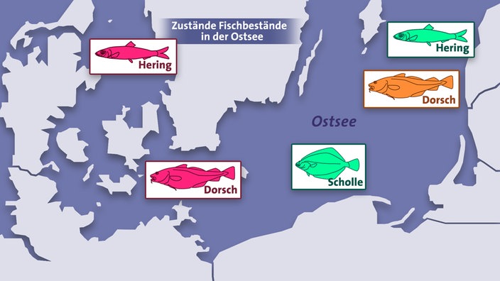 Grafik: Fischbestände in der Ostsee | Bildquelle: SWR Grafik: Fischbestände in der Ostsee