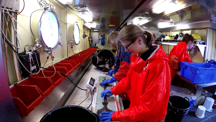 Wissenschaftler beim Wiegen oder Vermessen eines Fisches