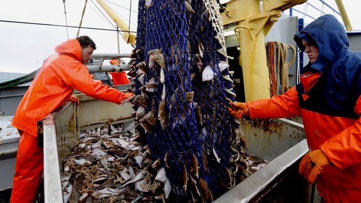 Fischer entleeren ein Fangnetz voller Fische