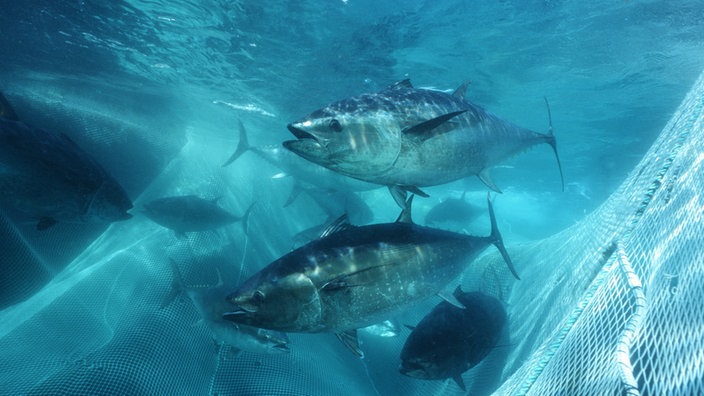 Thunfische in einem Netz. | Bildquelle: Mauritius Thunfische in einem Netz.