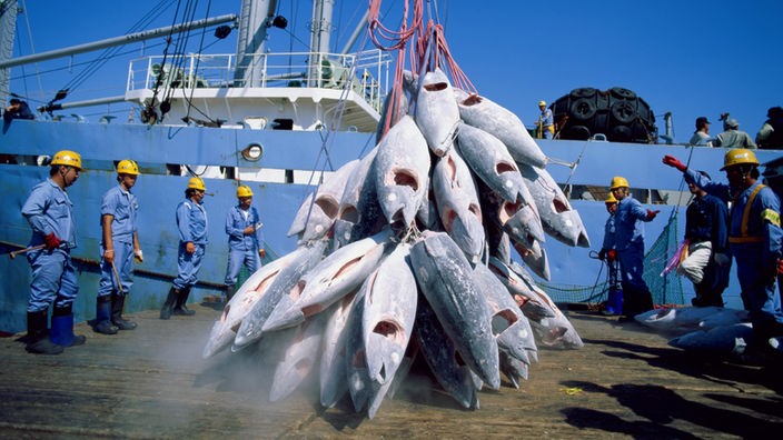 Tote Thunfischkörper hängen gebündelt an einem Kran. Arbeiter eines großen Fischereibootes schauen dabei zu.