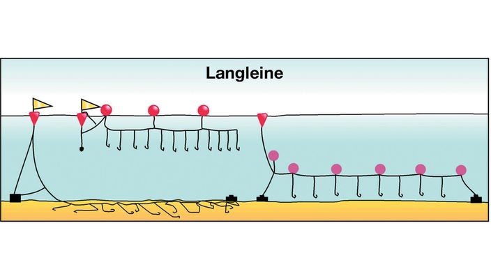 Die Grafik zeigt Langleinen. Haken werden am Grund, in mittlerer Tiefe und an der Oberfläche angeboten. Bojen markieren den Standort der Leinen.