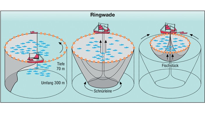 Grafik eines ringförmigen Ringwaden-Netzes