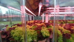 Salatanbau im Aquaponic-Forschungscontainer