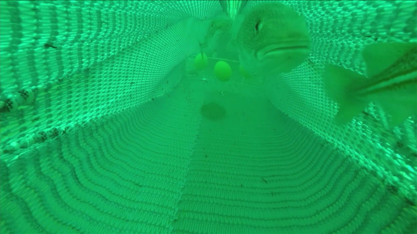 Fische schwimmen in einem Netz im Wasser.