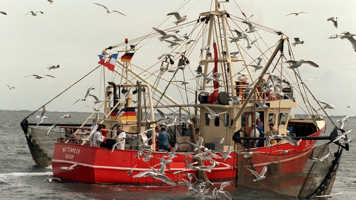 Krabbenkutter auf dem Meer, von Möwen umschwärmt | Bildquelle: dpa Krabbenkutter auf dem Meer, von Möwen umschwärmt