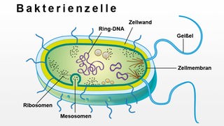 Schema der Bakterienzelle ohne Zellkern und Mitochondrium, aber mit Zellwand.