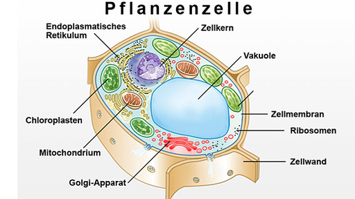 Schema zeigt Pflanzenzelle mit Vakuole, Chloroplasten und Zellwand.