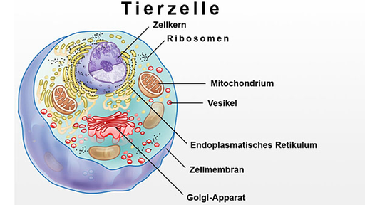 Schema zeigt Tierzelle mit Mitochondrium und Zellkern.
