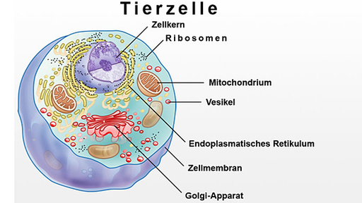 Bakterien: Zelltypen - Bakterien - Mikroorganismen - Natur ...