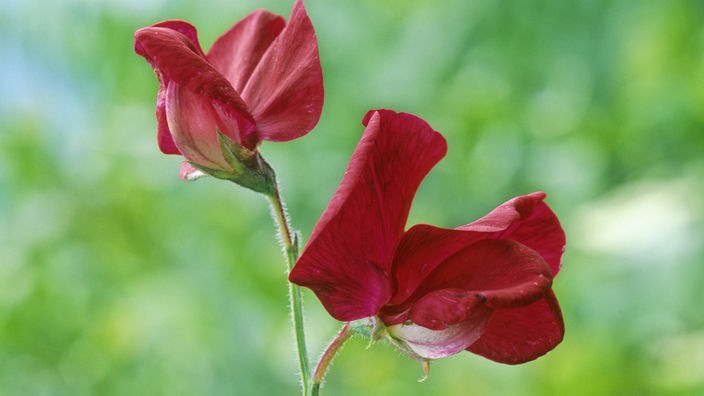 Detailaufnahme: Rote Blüte einer „Duftenden Platterbse“ vor grünem Hintergrund.