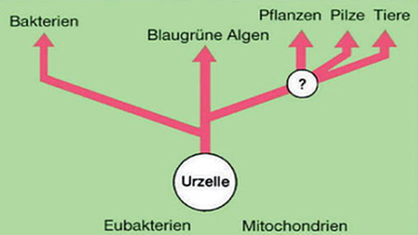 Zwei Vorschläge für Stammbäume, die zeigen, dass das Leben aus einer Art Urzelle entstanden sein muss. Von dem Hauptast, der von der Urzelle abgeht, zweigen Archaeen, Bakterien und höhere Zellen ab.