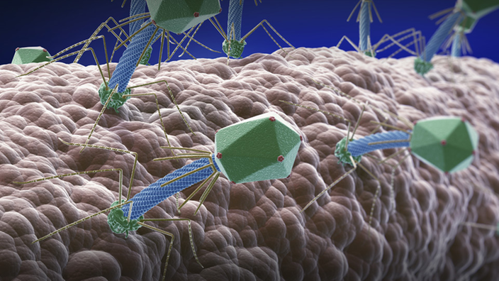 Bakteriophagen sitzen außen an der Zellwand eines Bakteriums.