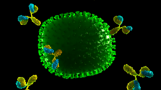 Antikörper docken an ein Grippevirus an