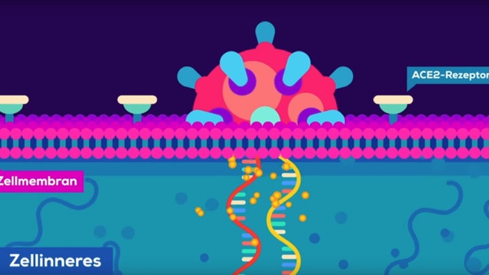 Grafik: Virus-RNA wird in die Wirtszelle eingeschleust | Bildquelle: Dinge Erklärt – Kurzgesagt (YouTube) | funk von ARD und ZDF Grafik: Virus-RNA wird in die Wirtszelle eingeschleust