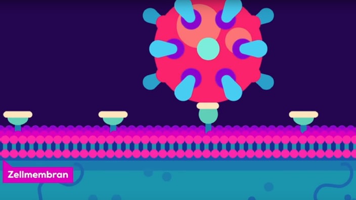 Grafik: Ein Spike-Protein des SARS-CoV-2 dockt an einen Rezeptor der Wirtszelle an. | Bildquelle: Dinge Erklärt – Kurzgesagt (YouTube) | funk von ARD und ZDF Grafik: Ein Spike-Protein des SARS-CoV-2 dockt an einen Rezeptor der Wirtszelle an.