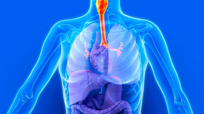 Durchblickbare Illustration von Oberkörper mit Organen. | Bildquelle: Mauritius/Science Photos Library Durchblickbare Illustration von Oberkörper mit Organen.
