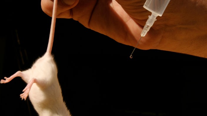 Maus wird am Schwanz mit einer Hand gehalten und andere Hand hält Spritze.