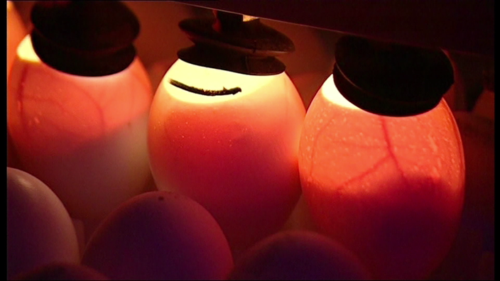 Labor mit beleuchteten Hühnereiern.