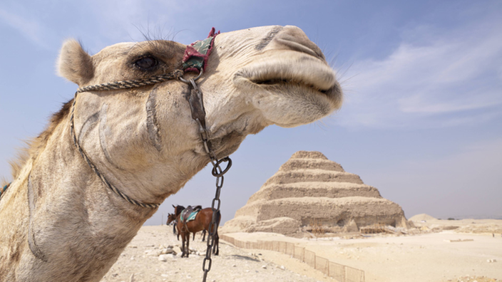 Kamelkopf mit Wüste im Hintergrund.